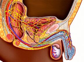 the structure of the genitourinary system and male potency