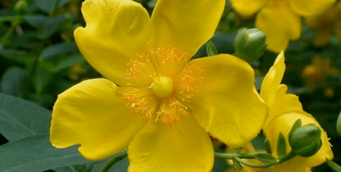 Herbs to increase power